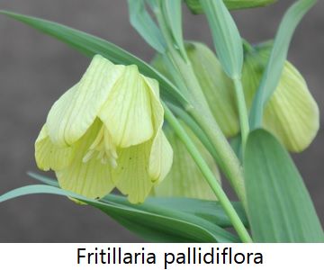 Fritillaria pallidiflora